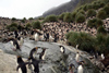 South Georgia Island - Southern Rockhopper Penguins - rookery and tussock grass - Eudyptes chrysocome - Gorfou sauteur - Antarctic region images by C.Breschi
