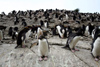 South Georgia Island - Southern Rockhopper Penguins - rookery - Eudyptes chrysocome - Gorfou sauteur - Antarctic region images by C.Breschi