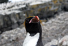 South Georgia Island - Southern Rockhopper Penguin - face - Eudyptes chrysocome - Gorfou sauteur - Antarctic region images by C.Breschi