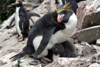 South Georgia Island - Southern Rockhopper Penguin - protecting the chick -Eudyptes chrysocome - Gorfou sauteur - Antarctic region images by C.Breschi