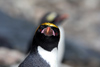 South Georgia Island - Southern Rockhopper Penguin - intense gaze - Eudyptes chrysocome - Gorfou sauteur - Antarctic region images by C.Breschi