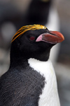South Georgia Island - Southern Rockhopper Penguin - head profile - Eudyptes chrysocome - Gorfou sauteur - Antarctic region images by C.Breschi
