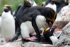 South Georgia Island - Southern Rockhopper Penguins copulating - Eudyptes chrysocome - Gorfou sauteur - Antarctic region images by C.Breschi