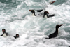 South Georgia Island - Southern Rockhopper Penguins in the waves - Eudyptes chrysocome - Gorfou sauteur - Antarctic region images by C.Breschi