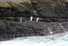 South Georgia Island - Southern Rockhopper Penguins returning to the colony - Eudyptes chrysocome - Gorfou sauteur - Antarctic region images by C.Breschi