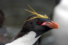 South Georgia Island - Southern Rockhopper Penguin porfile - Eudyptes chrysocome - Gorfou sauteur - Antarctic region images by C.Breschi
