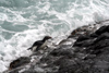 South Georgia Island - Southern Rockhopper Penguin leaving the sea - Eudyptes chrysocome - Gorfou sauteur - Antarctic region images by C.Breschi