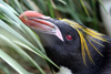 South Georgia Island - Southern Rockhopper Penguin in the grass - Eudyptes chrysocome - Gorfou sauteur - Antarctic region images by C.Breschi
