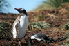 South Georgia Island - Gentoo Penguin - in the grass - manchot papou - Pygoscelis papua - Antarctic region images by C.Breschi