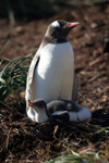 South Georgia Island - Gentoo Penguin - with chick - manchot papou - Pygoscelis papua - Antarctic region images by C.Breschi