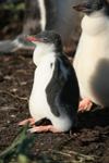 South Georgia Island - Gentoo Penguins - juveniles - manchot papou - Pygoscelis papua - Antarctic region images by C.Breschi