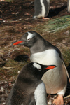 South Georgia Island - Gentoo Penguin - duo - manchot papou - Pygoscelis papua - Antarctic region images by C.Breschi