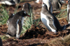South Georgia Island - Gentoo Penguin - couple relations - manchot papou - Pygoscelis papua - Antarctic region images by C.Breschi