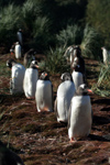 South Georgia Island - Gentoo Penguins - line - manchot papou - Pygoscelis papua - Antarctic region images by C.Breschi