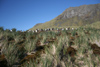 South Georgia Island - Gentoo Penguin - rookery - tussock grass - manchot papou - Pygoscelis papua - Antarctic region images by C.Breschi