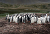 South Georgia Island - Gentoo Penguin - rookery - manchot papou - Pygoscelis papua - Antarctic region images by C.Breschi