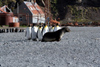 South Georgia Island - Husvik - King Penguins watch a seal - Aptenodytes patagonicus - manchot royal - Antarctic region images by C.Breschi