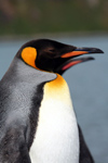 South Georgia Island - King Penguin - profile - Aptenodytes patagonicus - manchot royal - Antarctic region images by C.Breschi
