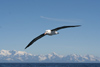 South Georgia Island - South Atlantic - Black-browed Albatross and the mountains - Mollymawk -albatros  sourcils noirs - Albatroz - Thalassarche melanophris - Antarctic region images by C.Breschi