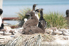 South Georgia Island - Husvik: King Cormorant chcicks- King Shag - Phalacrocorax atricep - Antarctic region images by C.Breschi
