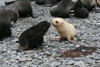 South Georgia Island - Husvik: South American Fur Seal colony- white and blac cubs - Arctocephalus australis - Otarie  fourrure australe - Antarctic region images by C.Breschi
