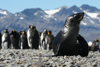 South Georgia Island - South American Fur Seal and King penguins - Arctocephalus australis - Otarie  fourrure australe - Antarctic region images by C.Breschi