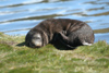South Georgia Island - South American Fur Seal - a cub takes a nap - Arctocephalus australis - Otarie  fourrure australe - Antarctic region images by C.Breschi