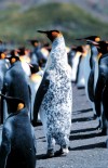 South Georgia Island - Grytviken: Rare Mottled King Penguin - Antarctic fauna (photo by Rod Eime)