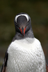 South Georgia Island - Gentoo Penguin - portrait - manchot papou - Pygoscelis papua - Antarctic region images by C.Breschi