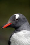 South Georgia Island - Gentoo Penguin - tranquil - manchot papou - Pygoscelis papua - Antarctic region images by C.Breschi