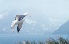 South Georgia Island - Prion Island: an albatross makes an awkward landing (photo by Rod Eime)