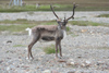 South Georgia Island - Husvik - reindeer, descendent of animals from Norway - Rangifer tarandus - Antarctic region images by C.Breschi