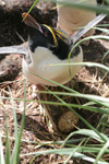 South Georgia Island - Southern Rockhopper Penguin - in nest with egg - Eudyptes chrysocome - Gorfou sauteur avec oeuf - Antarctic region images by C.Breschi