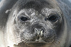 South Georgia Island - Southern Elephant Seal - Mirounga leonina - face - lphant de mer austral - Antarctic region images by C.Breschi