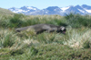 South Georgia Island - Southern Elephant Seal on the Tussac Grass (tussock - Parodiochloa flabellata) - Mirounga leonina - lphant de mer austral - Antarctic region images by C.Breschi