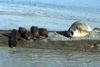 South Georgia Island - Southern Elephant Seal - female and four cubs - Mirounga leonina - lphant de mer austral - Antarctic region images by C.Breschi