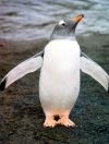 South Orkney islands - Coronation island: male Gentoo penguin - Antarctic fauna (photo by G.Frysinger)
