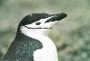 South Orkney islands - Laurie - penguin - close up (photo by M.Wagner)
