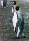South Orkney islands - Coronation island: King Penguin - Antarctic wildlife (photo by G.Frysinger)