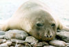 King George island, South Shetlands: a seal resting - photo by G.Frysinger