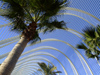 Spain / Espaa - Valencia:  L'Umbracle - sky and palm trees (photo by M.Bergsma)