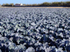 Spain / Espaa - Valencia: cabbages - agriculture - field (photo by M.Bergsma)