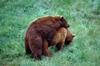 Spain - Cantabria - Parque de la Naturaleza de Cabrceno: bears copulating - photo by F.Rigaud