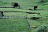 Spain - Cantabria - Cosgaya - green fields of Cantabria - photo by F.Rigaud