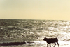 Spain / Espaa - Zahara de los Atunes (Cadiz): cow on the beach - photo by Nacho Cabana