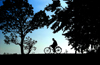 Nuwara Eliya, Central Province, Sri Lanka: silhouetted bicyclist and trees, rural back country - photo by B.Cain