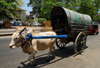 Colombo, Sri Lanka: draft zebu with cart - Lotus road - Fort - photo by M.Torres