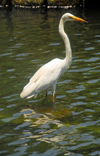 Colombo, Sri Lanka: Great Egret - Ardea alba - wading bird - pond in the Gardens of the Hilton Hotel - photo by M.Torres
