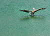 Colombo, Sri Lanka: pelican alighting on Beira Lake - photo by M.Torres