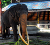 Colombo, Sri Lanka: Gangaramaya Temple - the local elephant - Slave island - photo by M.Torres
